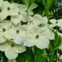 Cornus kousa Chinensis - Foto 1