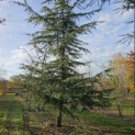 Cedrus libani - 5
