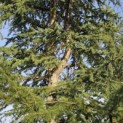 Cedrus libani - 4