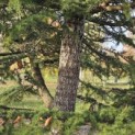 Cedrus libani - 3