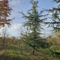 Cedrus libani - 6