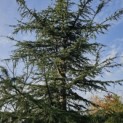 Cedrus libani - 2