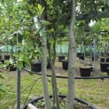 Quercus ilex - 5