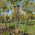 Prunus domestica 'Reine Victoria' - Foto 1