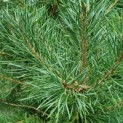 Pinus sylvestris - naalden grove den