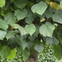 Tilia americana 'Nova' - Foto 3