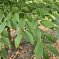 Stewartia Rostrata - 3