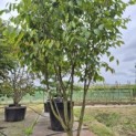 Acer carpinifolum - 1
