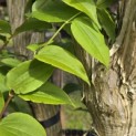 Heptacodium miconioides - Foto 6