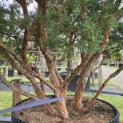 Pinus sylvestris 'Watereri' - 4