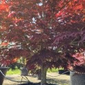 Acer palmatum 'Fireglow' - 8