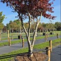 Acer palmatum 'Bloodgood' - 2