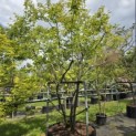 Amelanchier lamarckii - 1