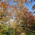 Fagus sylvatica 'Atropunicea' - 1