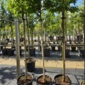 Prunus domestica 'Opal' - Foto 4