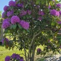 Rhododendron Roseum Elegans - 1