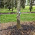 Fagus sylvatica 'Atropunicea' - 1