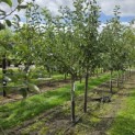 Malus domestica 'Jonagold' - 1