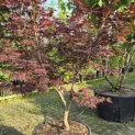 Acer palmatum 'Bloodgood' - 1