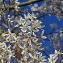 Amelanchier lamarckii - 2