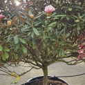 Rhododendron yakushimanum 'Hydon Velvet' - 2