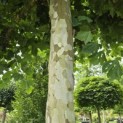 Platanus hispanica - Foto 2