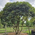 Rhododendron jacksonii - 6
