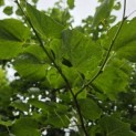 Tilia x europaea 'Euchlora' - 2