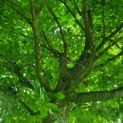 Fagus sylvatica - Afbeelding 1