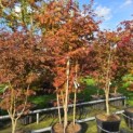 Acer palmatum 'Atropurpureum' - 1