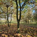 Platanus x Hispanica - 2024