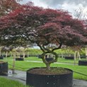 Acer palmatum 'Garnet' - 1