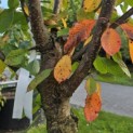 Prunus avium 'Sunburst' - 2