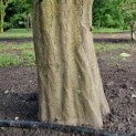 Carpinus betulus - Foto 3
