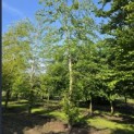 Fagus sylvatica - 1