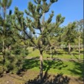 Pinus nigra 'Robusta' - 3