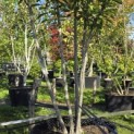 Magnolia 'Soulangeana' - Foto 1