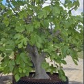 Ficus carica 'Brown Turkey' - 1