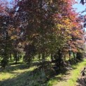Fagus sylvatica 'Atropunicea' - Foto 1