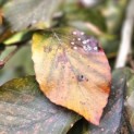 Fagus sylvatica 'Purple Fountain' - herfstblad