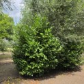 Prunus laur. Rotundifolia - Foto 2