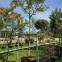 Albizia julibrissin 'Ombrella' - 4