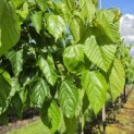 Morus rubra 'Wellington' - Foto 6