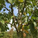 Prunus x 'Yedoensis' - 1