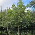 Juglans Regia - 1