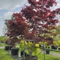 Acer palmatum 'Bloodgood' - 5