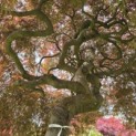 Acer palmatum 'Garnet' - 4