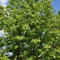 Corylus colurna - Foto 3