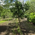 Prunus domestica 'Bleue de Belgique' - juni 2026
