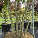 Quercus ilex - 6